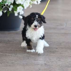 Landon, Mini Bernedoodle Puppy